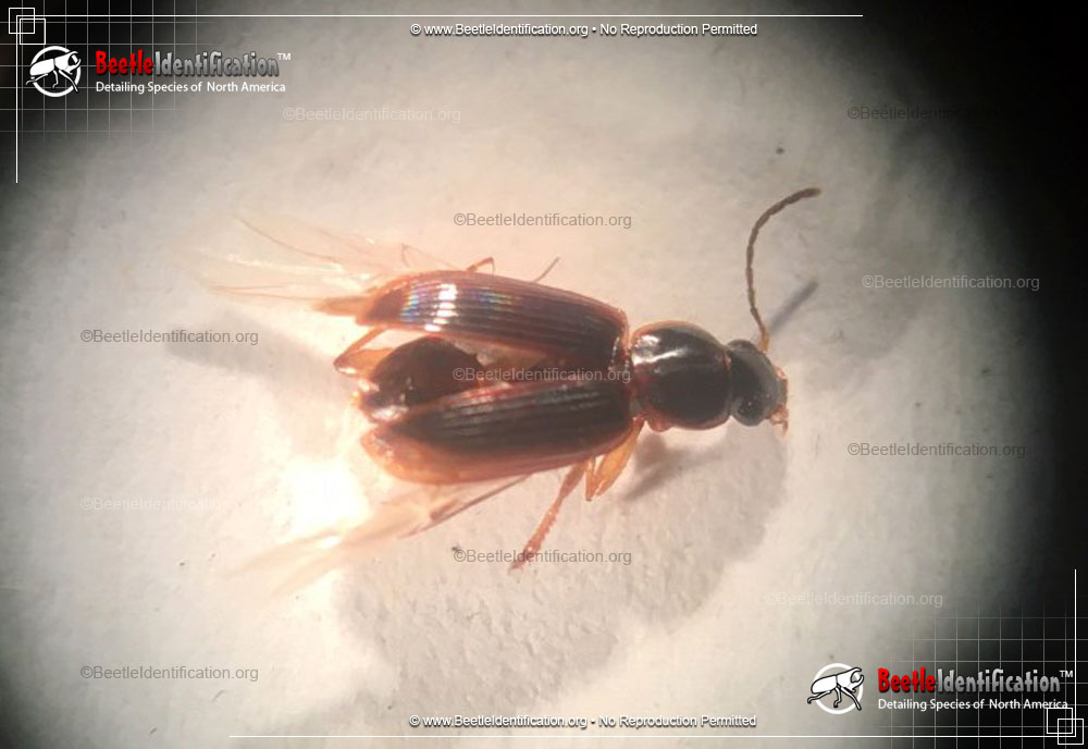 Full-sized image #1 of the Seedcorn Beetle