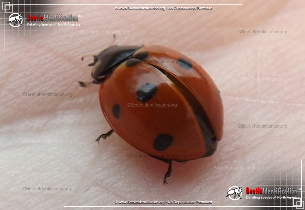 Full-sized image #1 of the Seven-spotted Lady Beetle