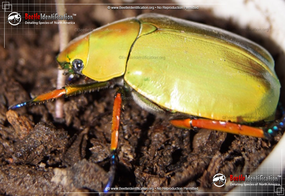 Full-sized image #1 of the Shining Leaf Chafer Beetle - <em>Chrysina</em>