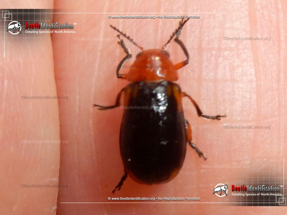 Full-sized image #1 of the Shiny Flea Beetle