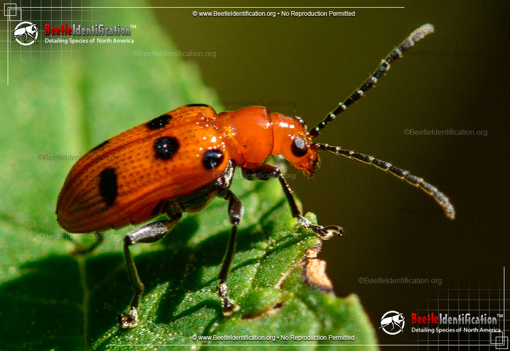 Full-sized image #1 of the Six-spotted Neolema Beetle