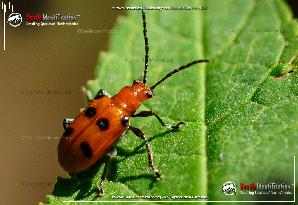 Full-sized image #2 of the Six-spotted Neolema Beetle