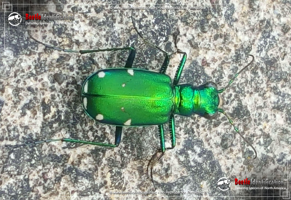 Full-sized image #1 of the Six-spotted Tiger Beetle