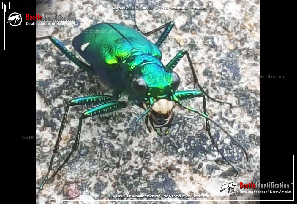 Full-sized image #2 of the Six-spotted Tiger Beetle