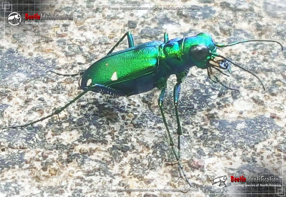 Full-sized image #3 of the Six-spotted Tiger Beetle