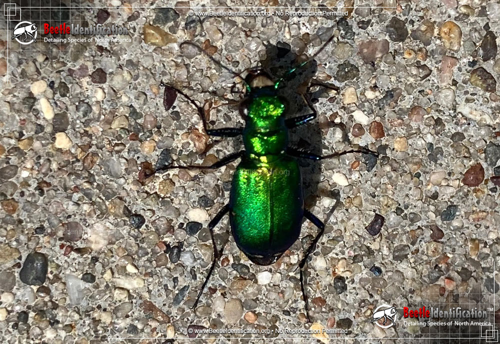 Full-sized image #5 of the Six-spotted Tiger Beetle