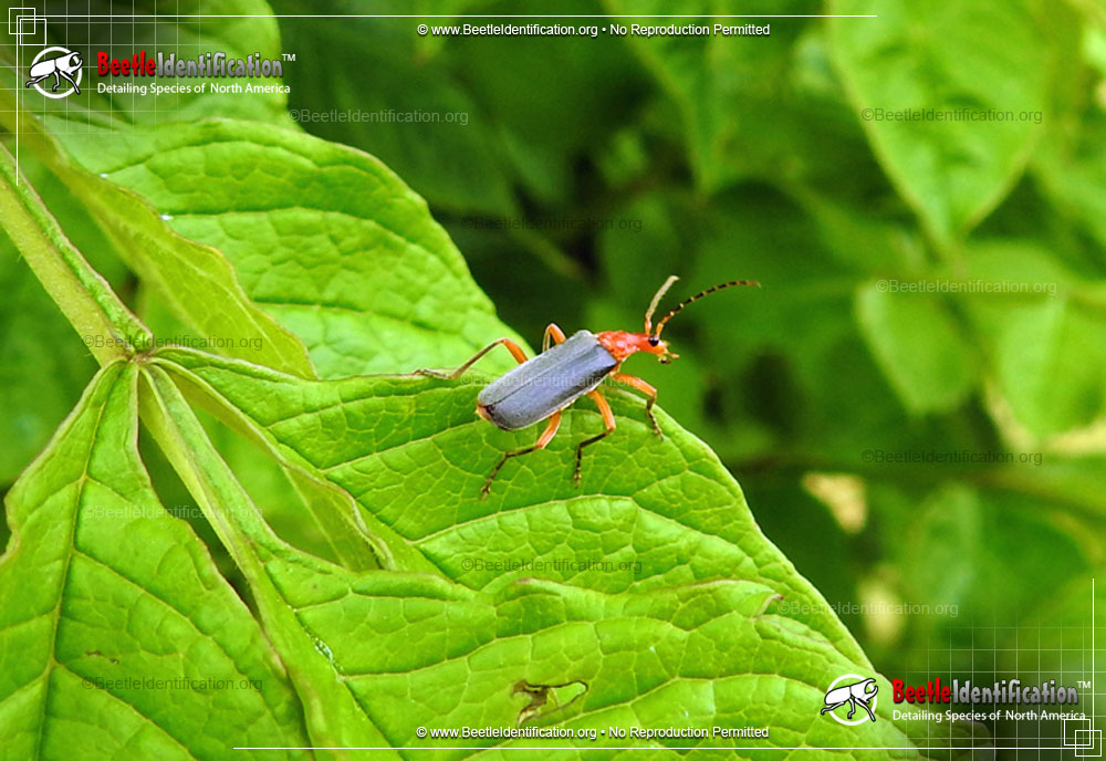Full-sized image #1 of the Soldier Beetle - <em>P. pruinosis</em>