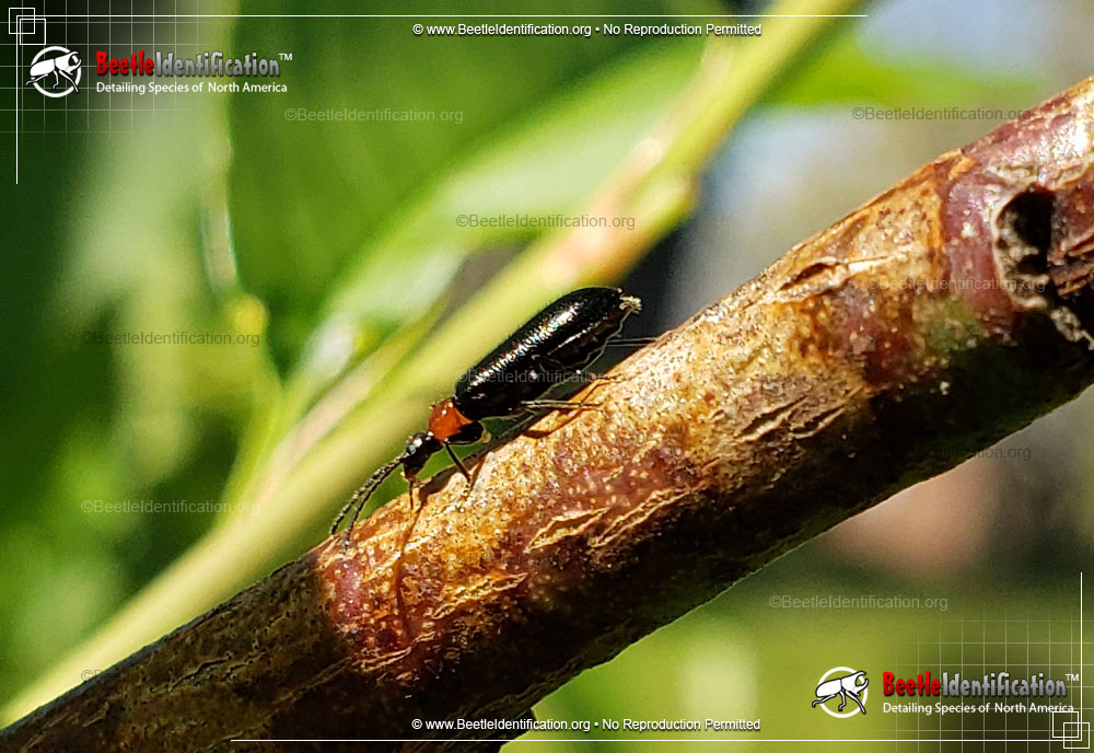 Full-sized image #1 of the Soldier Beetle - <em>Silis spp.</em>
