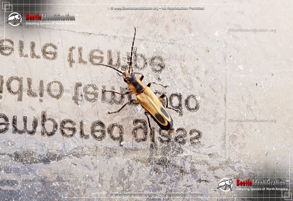 Full-sized image #3 of the Soldier Beetle