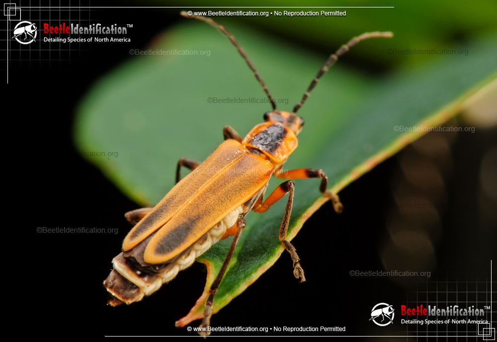 Full-sized image #1 of the Soldier Beetle