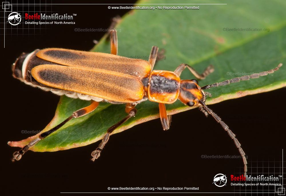 Full-sized image #2 of the Soldier Beetle
