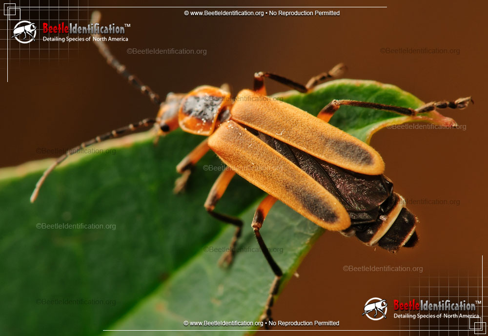 Full-sized image #4 of the Soldier Beetle