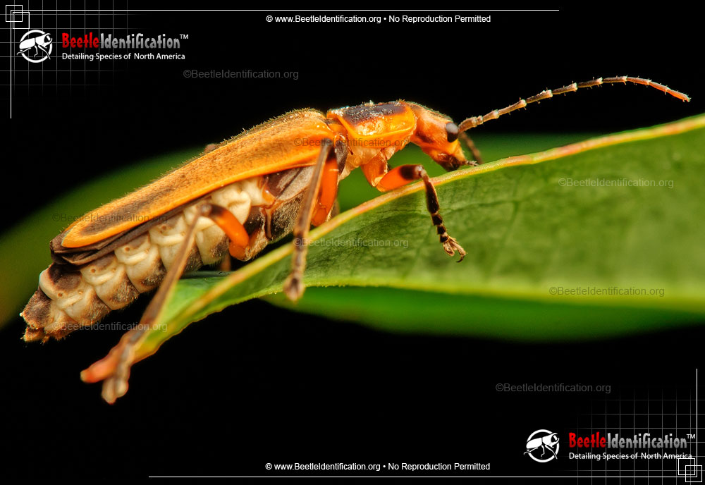 Full-sized image #5 of the Soldier Beetle