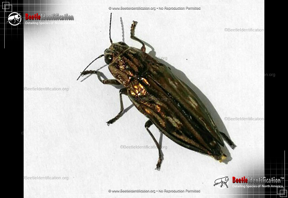 Full-sized image #3 of the Southern Sculptured Pine Borer Beetle