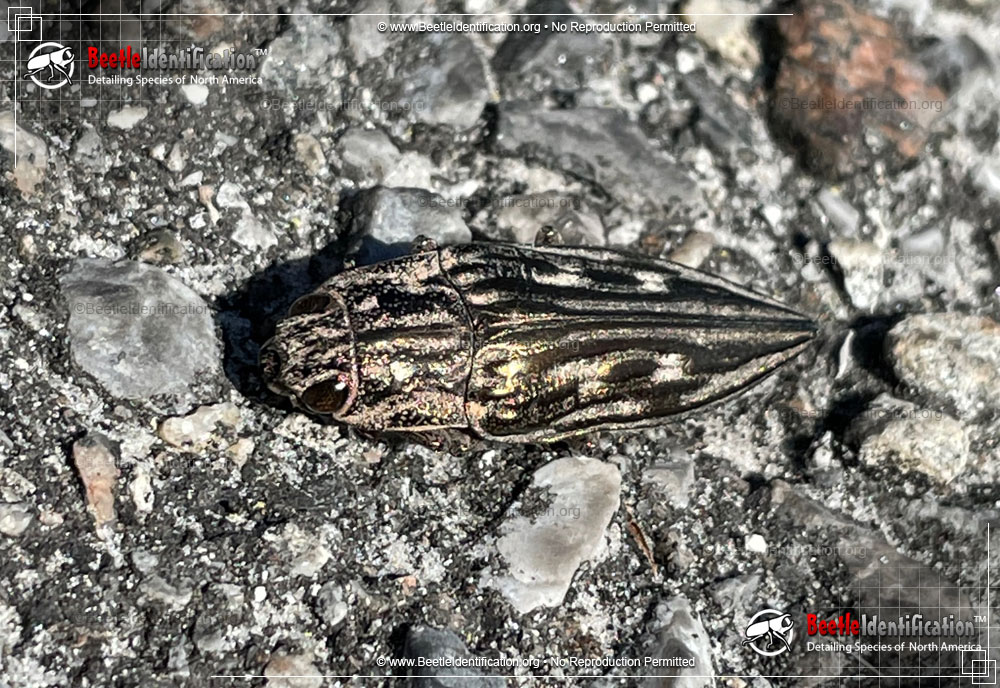 Full-sized image #1 of the Southern Sculptured Pine Borer Beetle