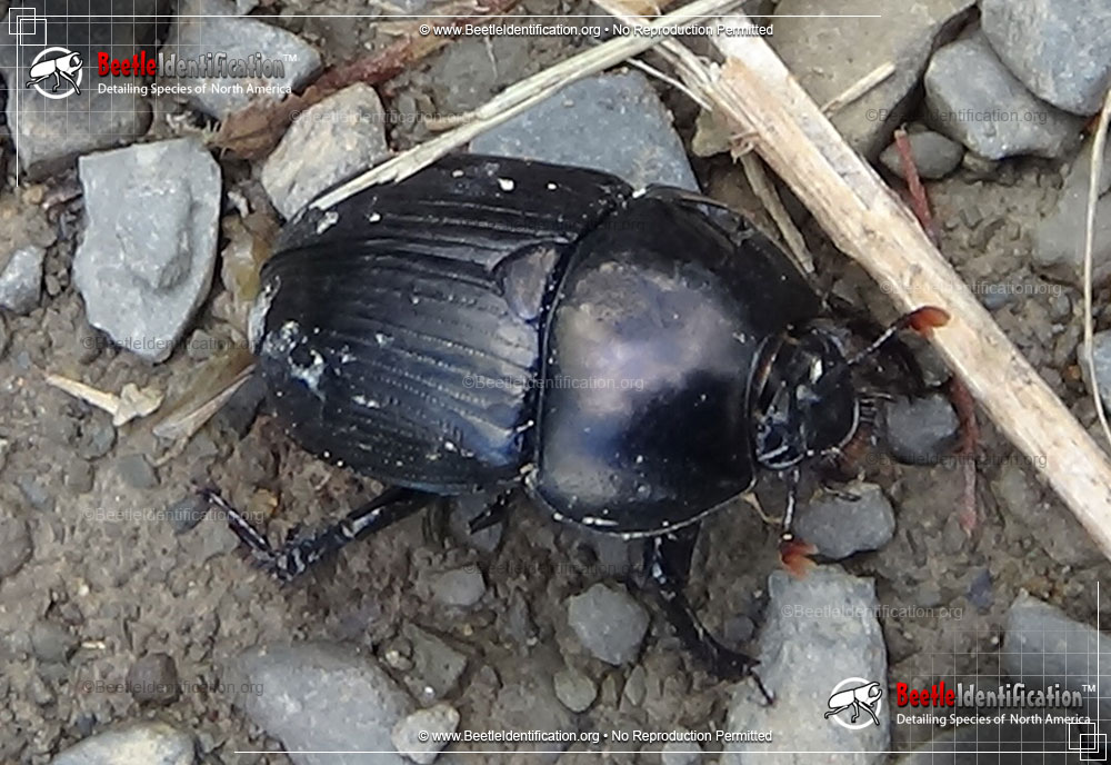 Full-sized image #1 of the Splendid Earth Boring Beetle
