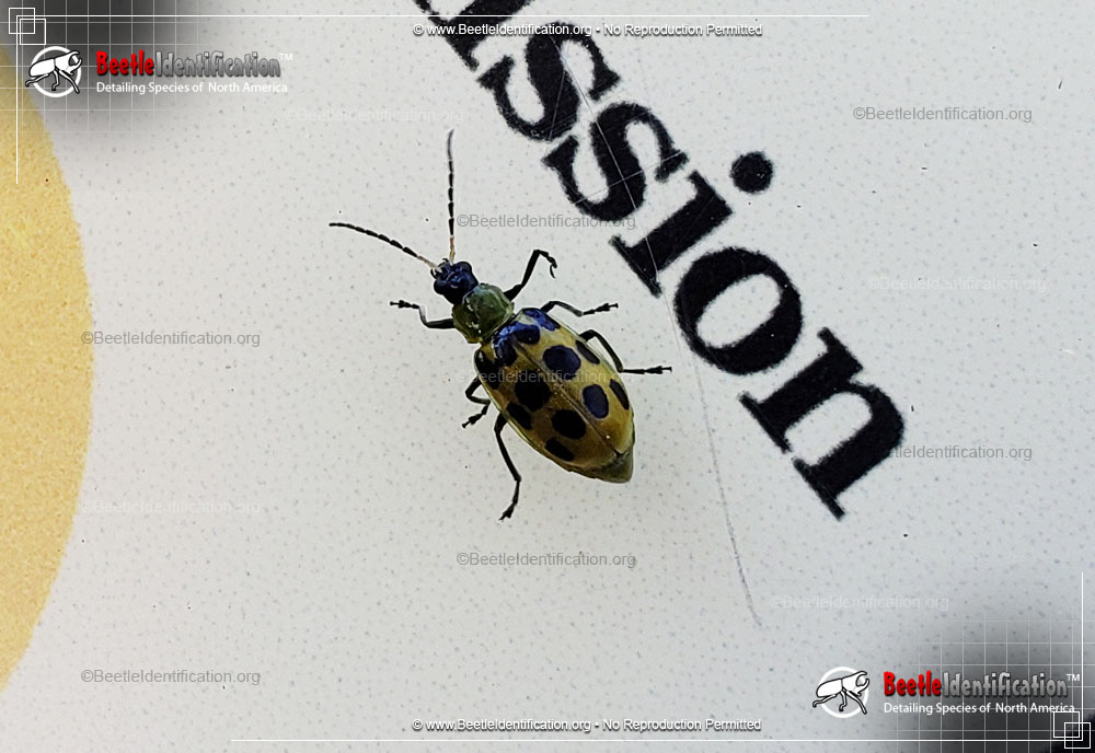 Full-sized image #3 of the Spotted Cucumber Beetle