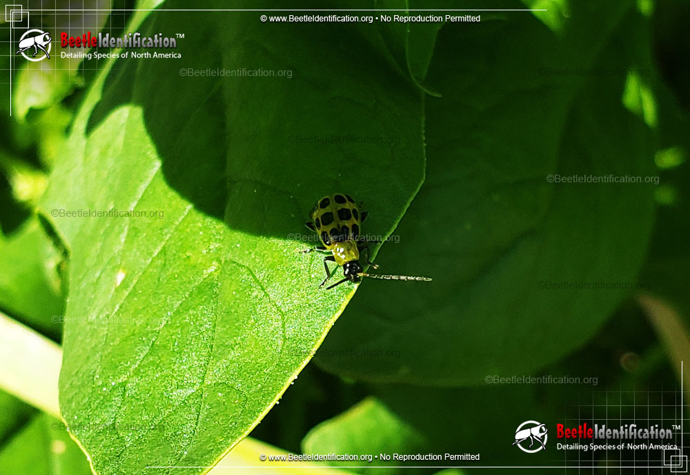 Full-sized image #2 of the Spotted Cucumber Beetle