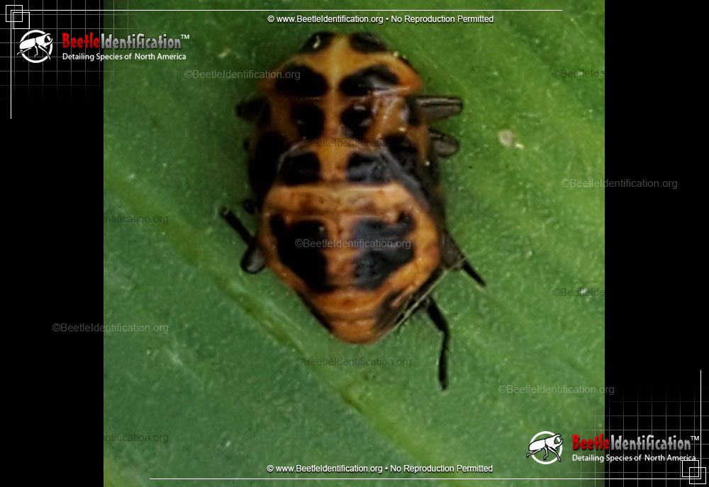 Full-sized image #3 of the Pink Spotted Lady Beetle