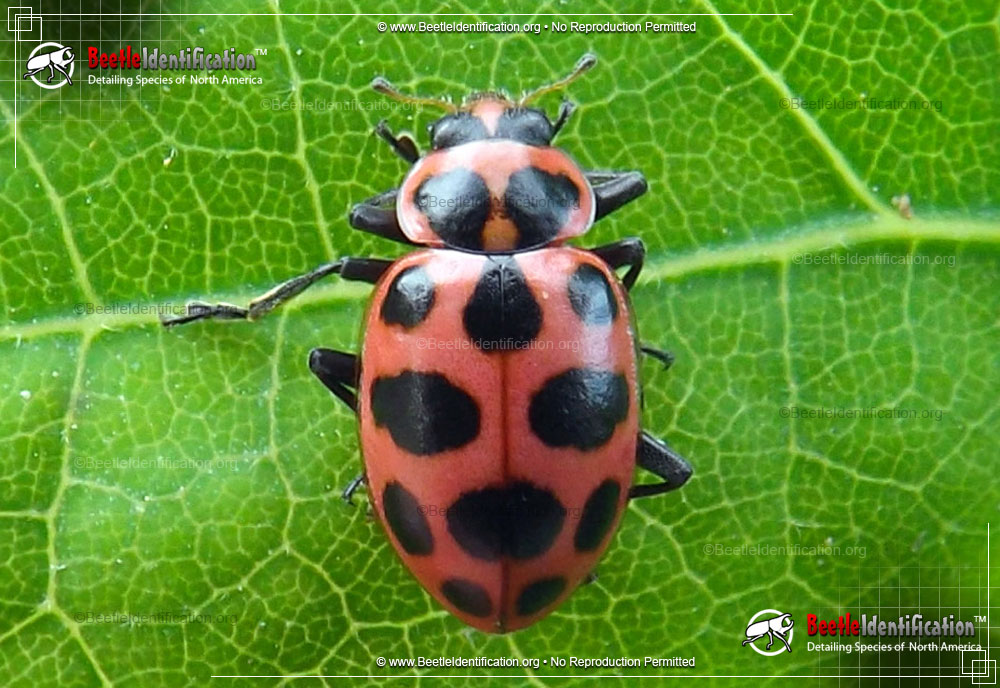 Full-sized image #1 of the Pink Spotted Lady Beetle
