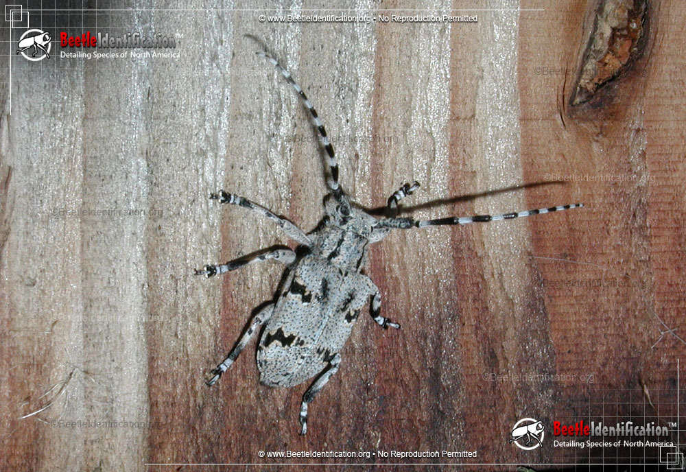 Full-sized image #1 of the Spotted Tree Borer Beetle