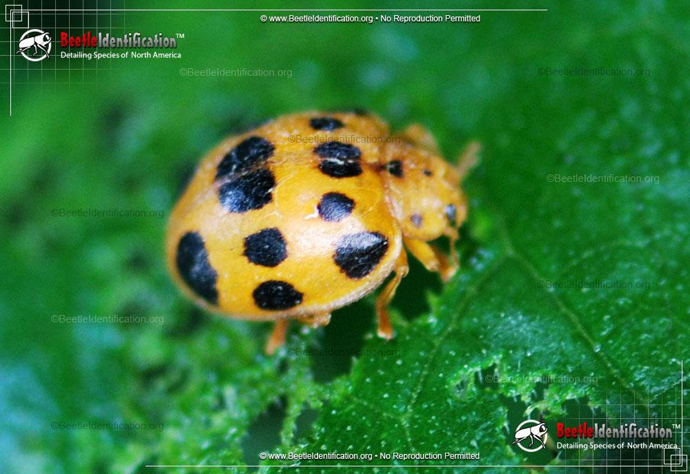 Full-sized image #2 of the Squash Lady Beetle