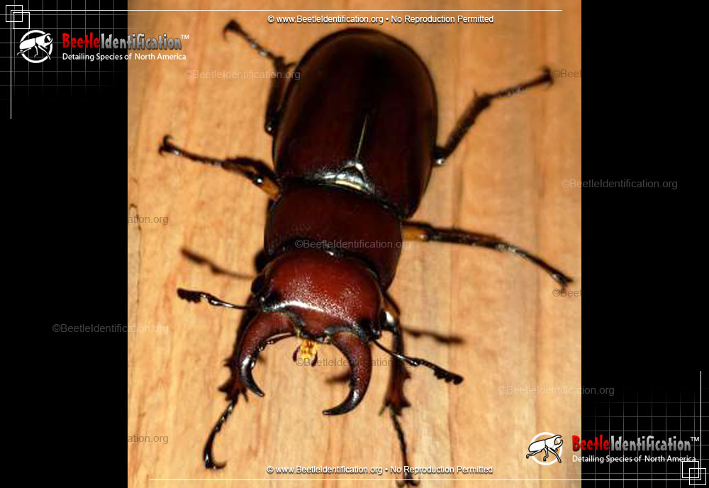 Full-sized image #5 of the Stag Beetle - Lucanus capreolus
