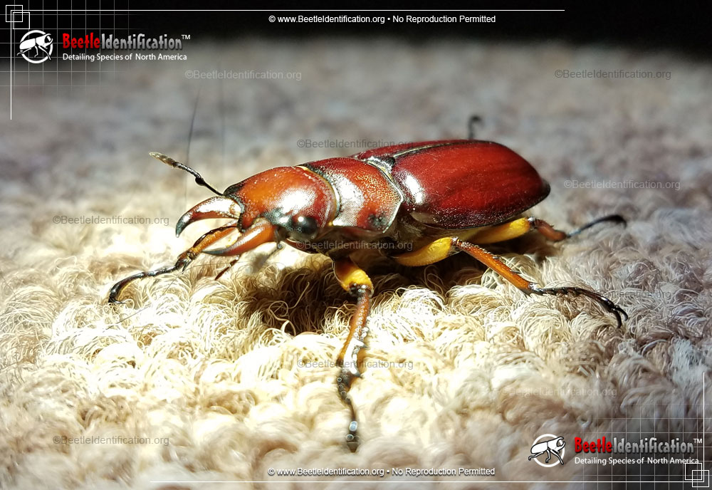 Full-sized image #3 of the Stag Beetle - Lucanus capreolus