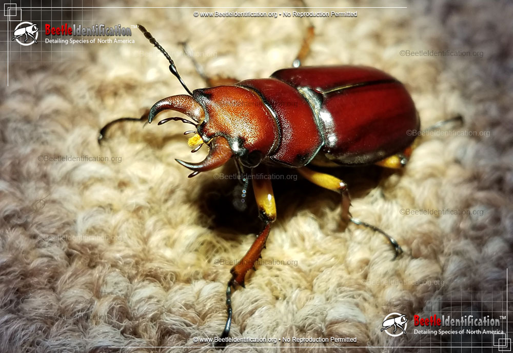 Full-sized image #4 of the Stag Beetle - Lucanus capreolus
