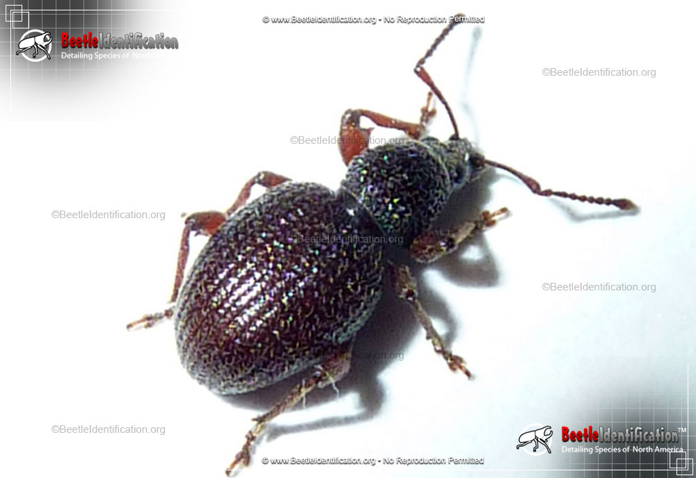 Full-sized image #1 of the Strawberry Root Weevil