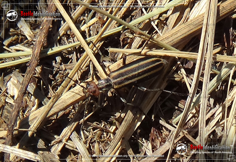 Full-sized image #2 of the Striped Blister Beetle