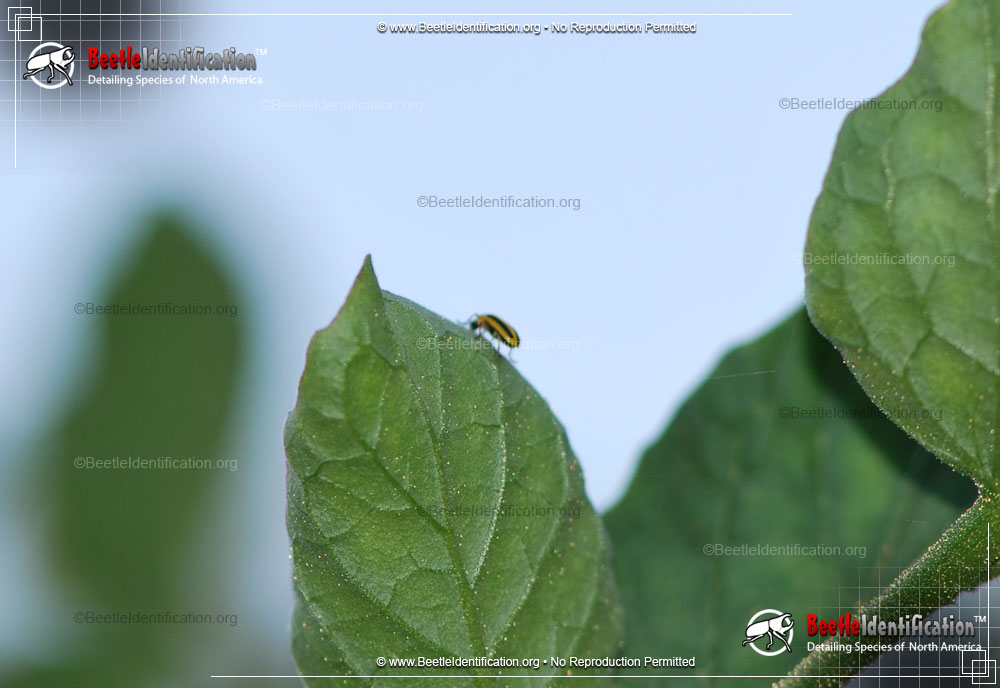 Full-sized image #2 of the Striped Cucumber Beetle