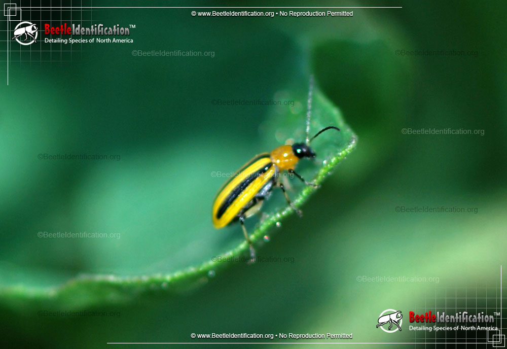 Full-sized image #1 of the Striped Cucumber Beetle