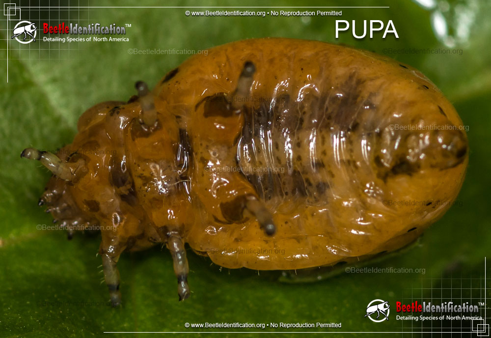Full-sized image #3 of the Swamp Milkweed Leaf Beetle