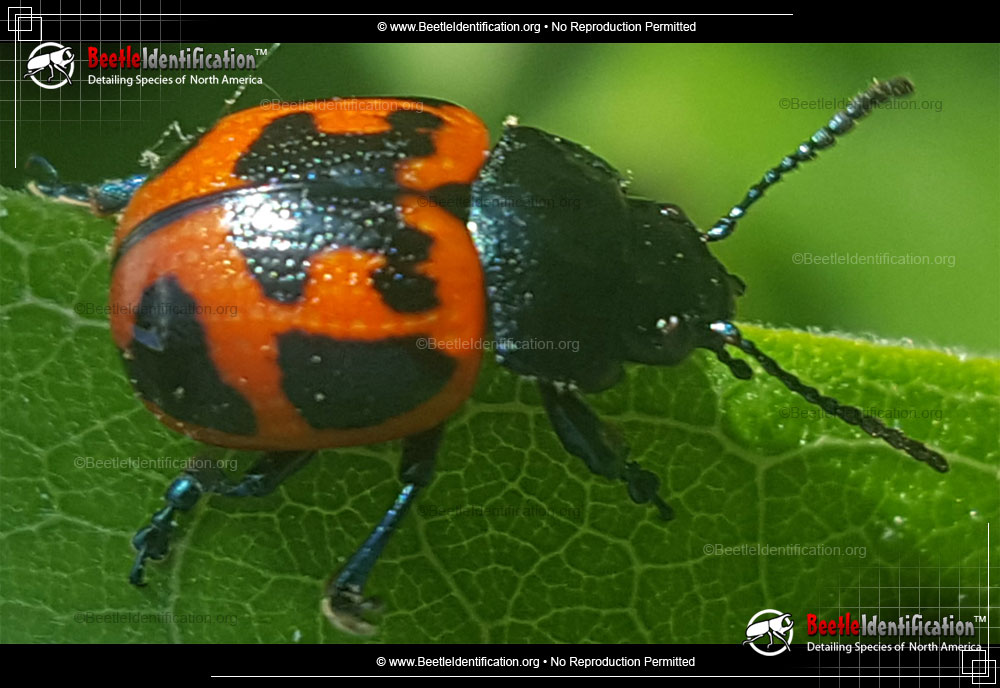 Full-sized image #1 of the Swamp Milkweed Leaf Beetle