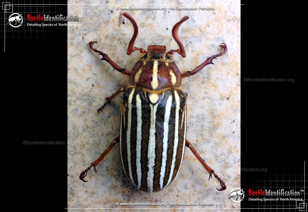 Full-sized image #1 of the Ten-lined June Beetle
