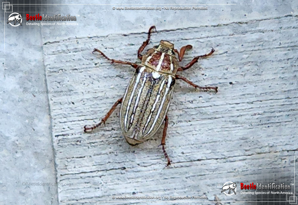Full-sized image #3 of the Ten-lined June Beetle