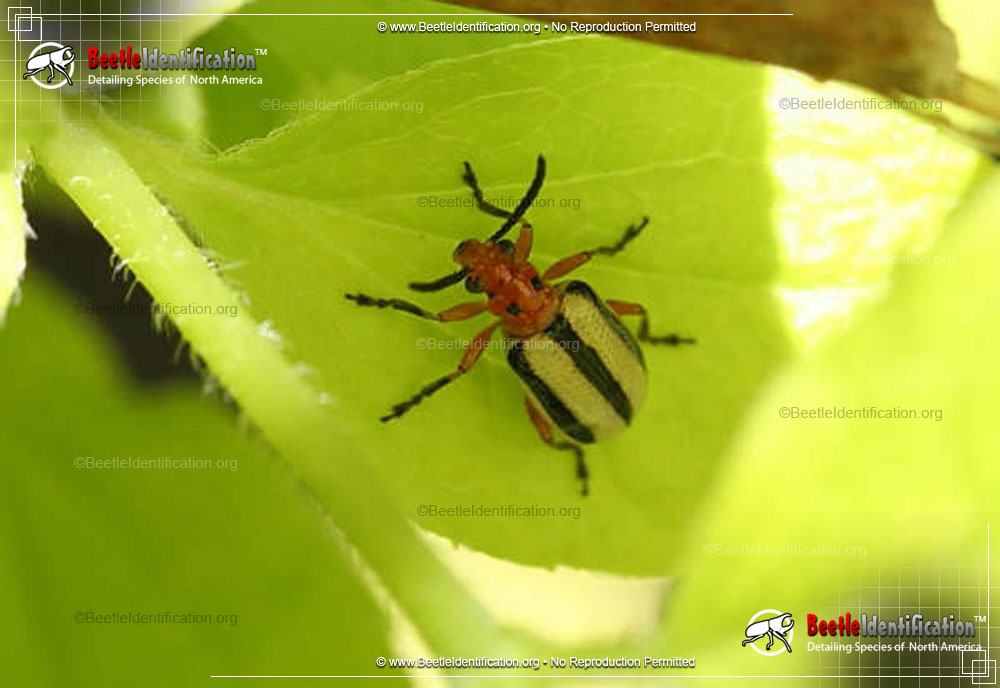 Full-sized image #1 of the Three-lined Potato Beetle
