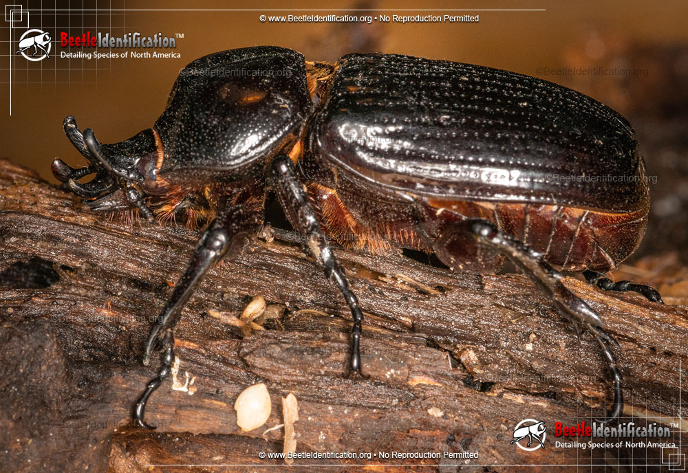Full-sized image #1 of the Triceratops Beetle