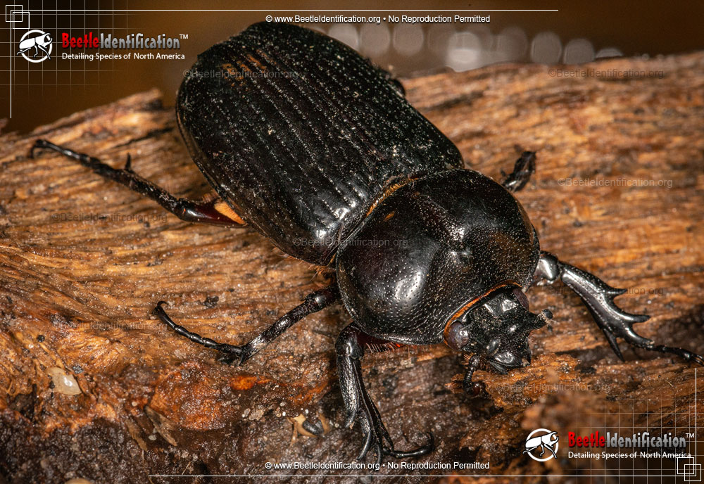 Full-sized image #3 of the Triceratops Beetle
