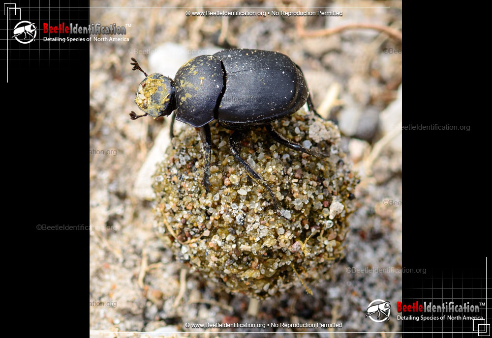 Full-sized image #2 of the Tumblebug 