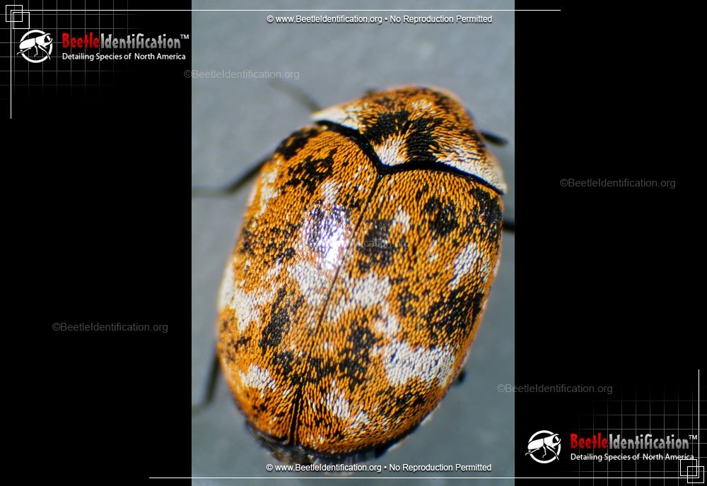 Full-sized image #1 of the Varied Carpet Beetle