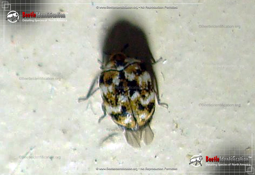 Full-sized image #3 of the Varied Carpet Beetle