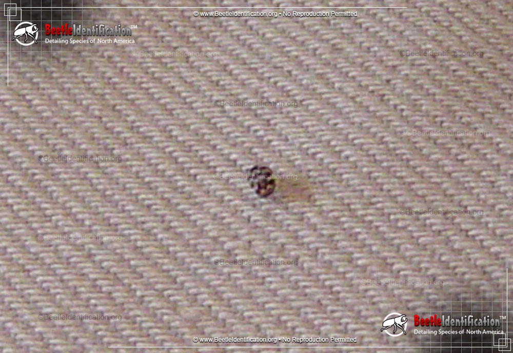 Full-sized image #4 of the Varied Carpet Beetle