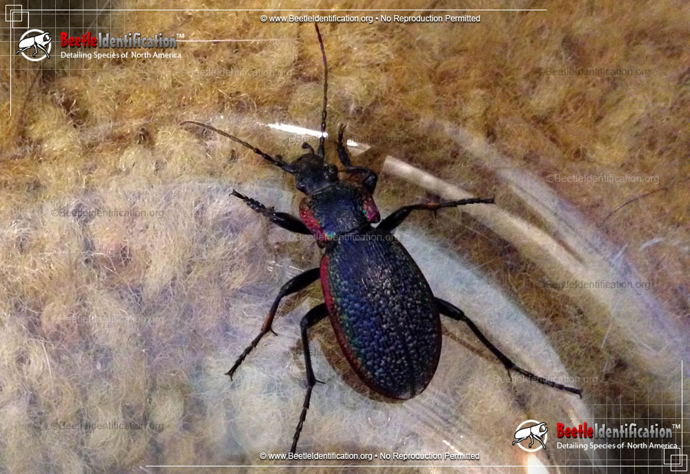 Full-sized image #1 of the Vietinghoff's Ground Beetle