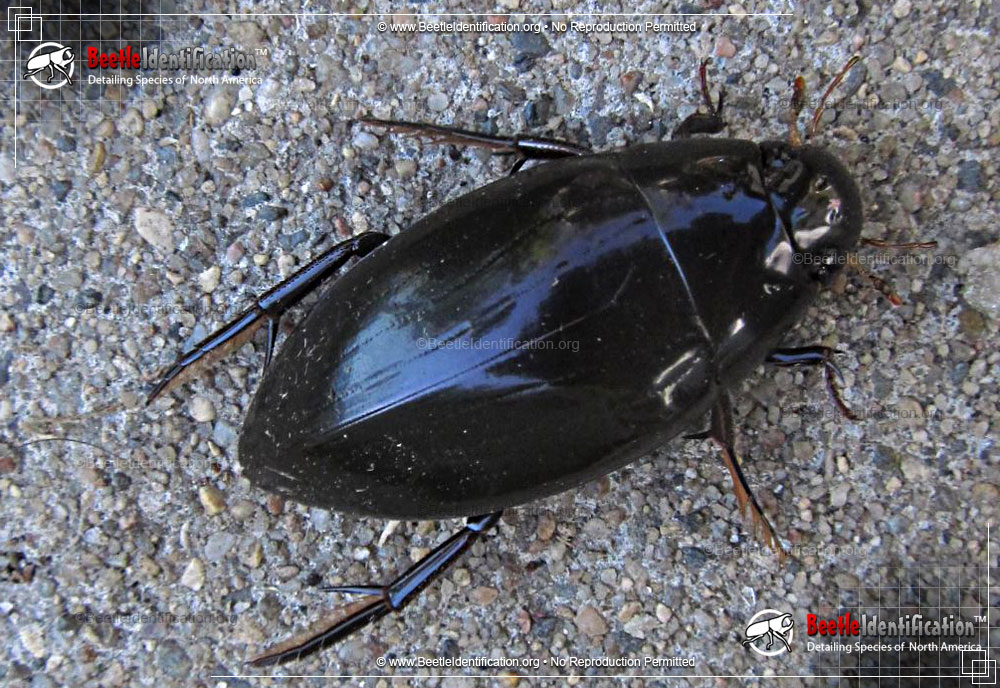 Full-sized image #1 of the Water Scavenger Beetle