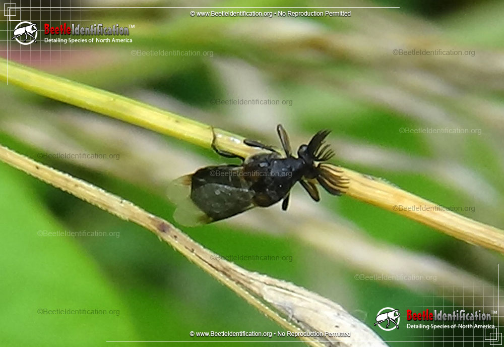 Full-sized image #1 of the Wedge-shaped Beetle