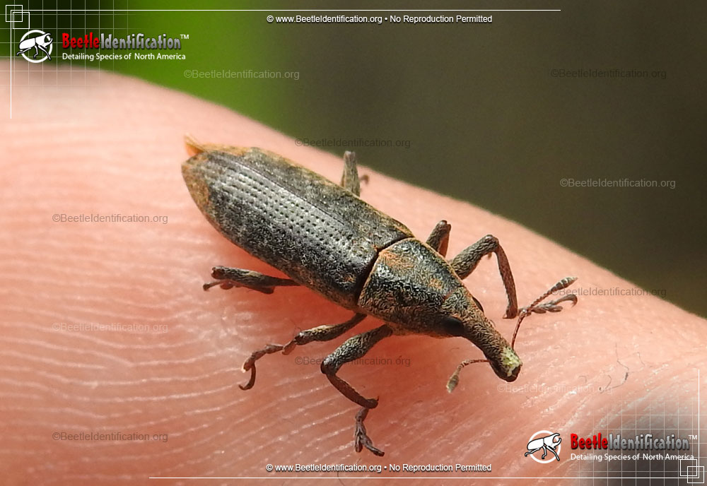 Full-sized image #1 of the Weevil