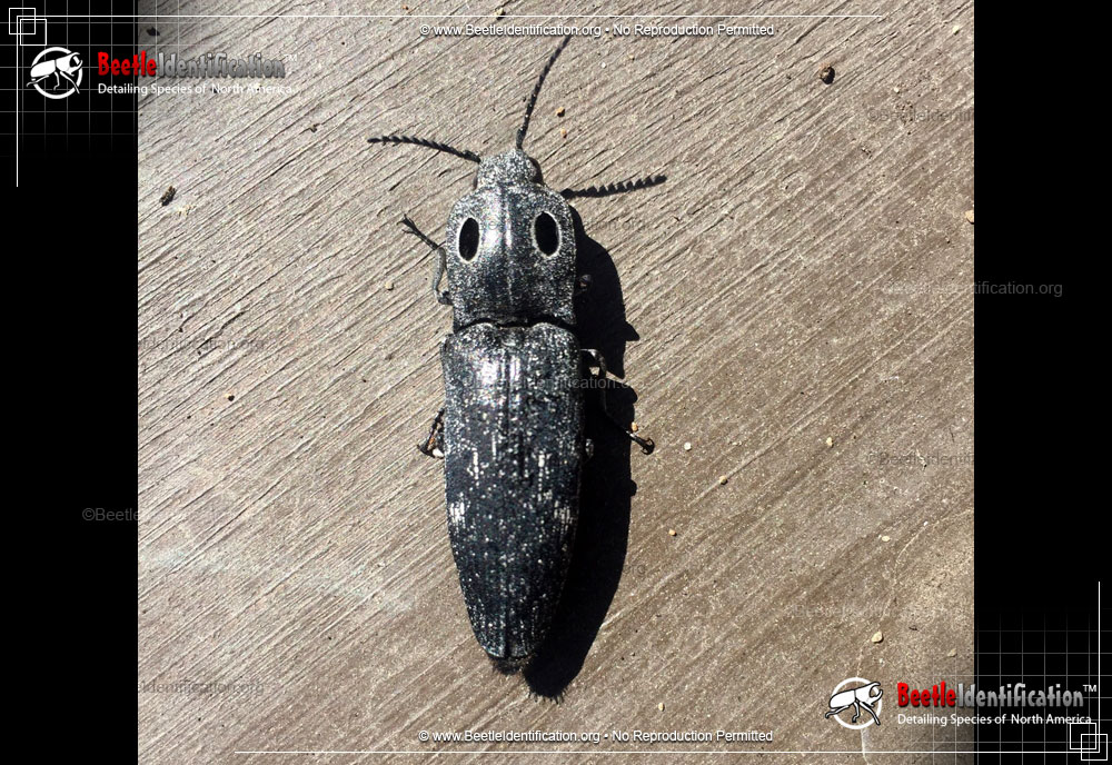 Full-sized image #1 of the Western Eyed Click Beetle