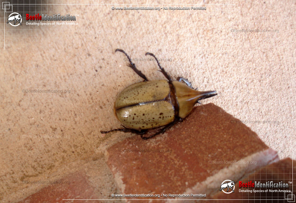 Full-sized image #2 of the Western Hercules Beetle